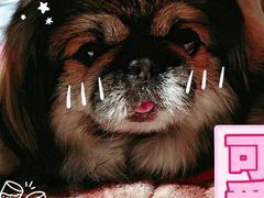 -瑞派福兴宠物医院犬猫全科·骨科·中西医结合(河东店)