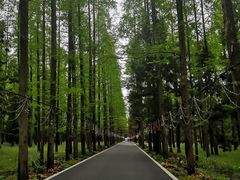 -东平国家森林公园