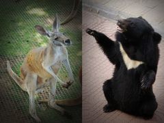-西霞口神雕山野生动物世界