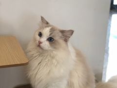 -瞄一喵猫咖(格力海岸店)