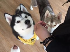 -Husky Go! 哈士奇体验馆·宠物咖啡厅狗咖