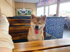 -柴源莊·柴小宠柴犬咖啡