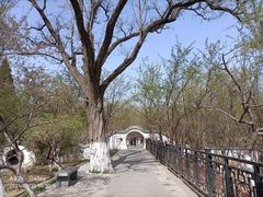 -桃花堤公园