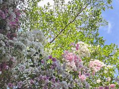 -深圳国际园林花卉博览园