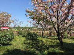 -东平国家森林公园