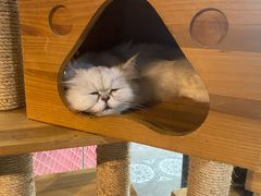 -more than meow吴止猫主题餐厅(承德 中船汇店)