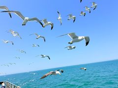 -海驴岛(荣成市)