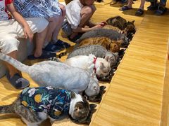 -啵啵喵·猫咖(攀华国际店)