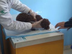-瑞派福兴宠物医院犬猫全科·骨科·中西医结合(河东店)
