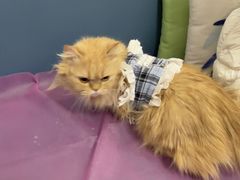 -北京观赏动物医院·24小时大型综合·猫专科·异宠专科