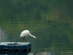 -重庆彩云湖湿地公园