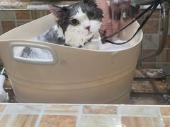 -汪小喵宠物·戴维斯乐芳希施宠馨宝皮毛调理洗护店