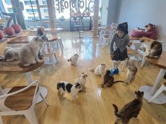 -Cappucimeow猫咪咖啡馆(韦伯时代店)