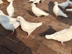 -王府井奥莱临潼小镇(临潼店)