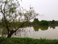 -大湾区中央湿地公园