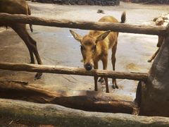 -海南热带野生动植物园