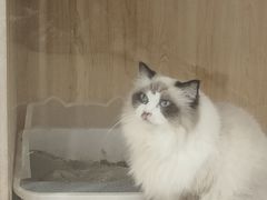 -共舞时光猫咖·狗咖(新街口店)