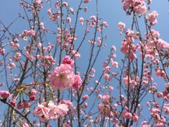 -天适樱花悠乐园