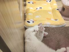 -屋虎猫馆(宝安大仟里店)