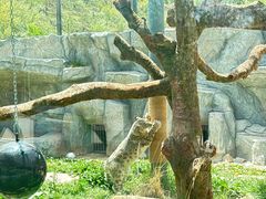 -青藏高原野生动物园