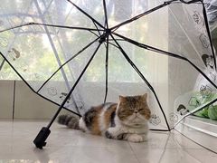 -佑安动物医院·全科·内窥镜中心(幸福巷店)