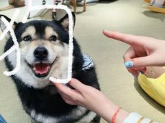 -逗柴咖啡屋·狗咖猫咖宠物桌游