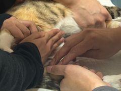 -中农大我爱我爱24h动物医院·中医针灸·猫专科·骨科医疗中心(双井店)