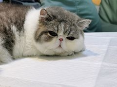 -宠爱国际动物医院· 猫科· 外科·中兽医(长白店)