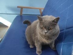-猫咪咖啡·猫咖(万达广场店)