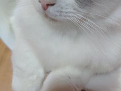 -李小姐の猫咖啡馆(五角场店)