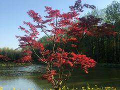 -黄海国家森林公园