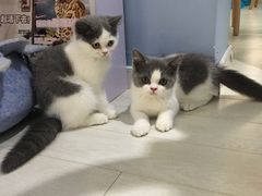 -喵的天空名猫咖啡馆·撸猫·猫舍·用品