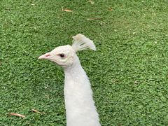 -昆明动物园