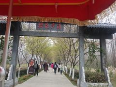 -合肥滨湖国家森林公园