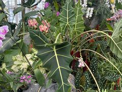 -上海鲜花港