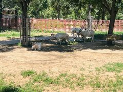 -石家庄市动物园