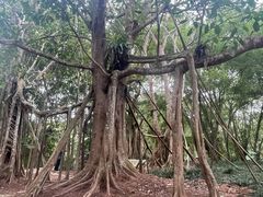 -中国科学院西双版纳热带植物园