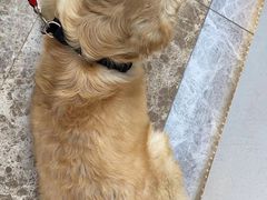 -猫狗日记·自助洗护·宠物寄养·售卖