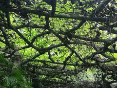 -广西壮族自治区药用植物园