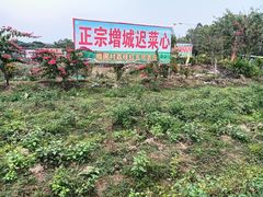 -荔枝红五号农庄