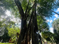 -瑞丽独树成林风景区