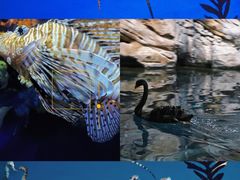 -上海海洋水族馆