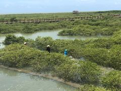 -北海金海湾红树林生态旅游区