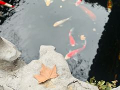 -鲤院·新中式美学·庭院餐厅(夫子庙店)