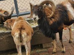 -长白岛森林公园