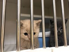 -东方名猫馆·英短金渐层布偶猫舍(环线广场1号楼店)