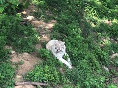 -青岛森林野生动物世界