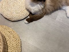 -猫儿山۰猫主题餐厅