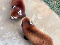 -杭州野生动物世界