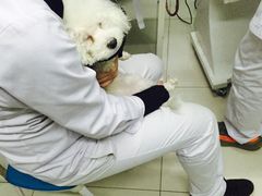 -中农大我爱我爱24h动物医院·中医针灸·猫专科·骨科医疗中心(双井店)